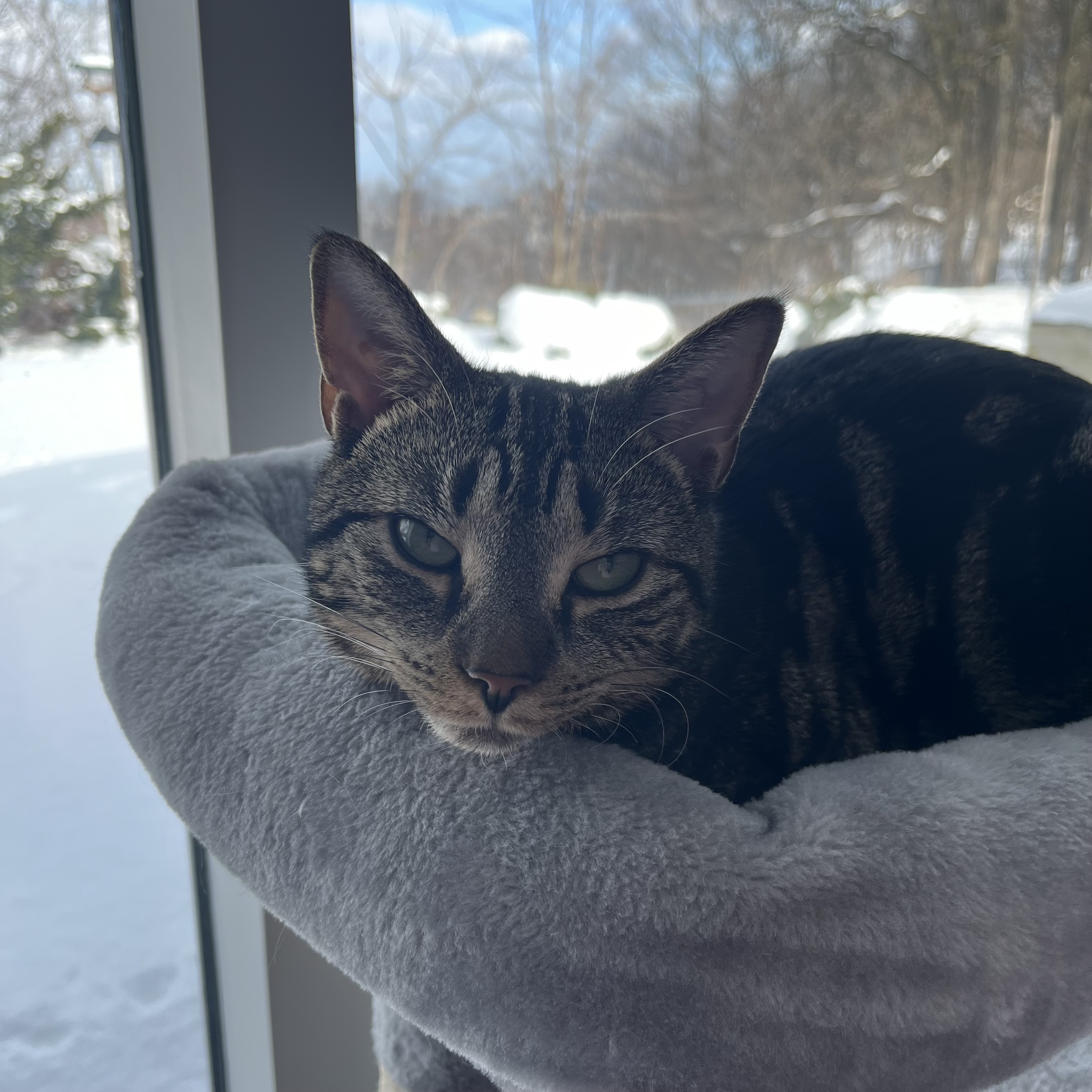 The sound of my cat Piri purring